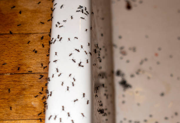Best Commercial Pest Control Services  in Ottawa, IL