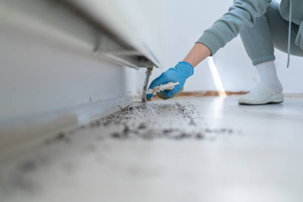 Best Insect Control  in Ottawa, IL